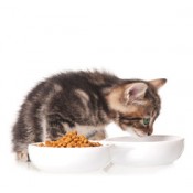 Cat Bowls and Feeders