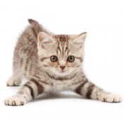 Cat Health & Wellness