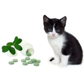 Cat Natural Supplies