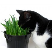 Organic Cat Supplies