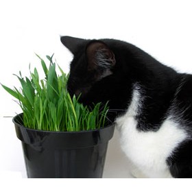 Organic Cat Supplies