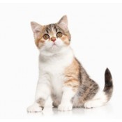 Cat Skin & Coat Care