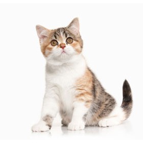 Cat Skin & Coat Care