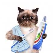 Cat Dental Care