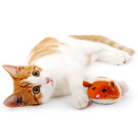Cat Toys