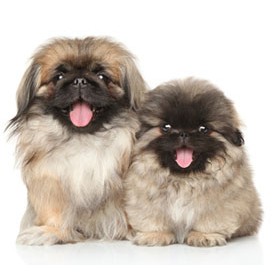 Dog Health & Wellness