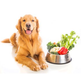 Natural Dog Supplies