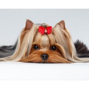 Dog Skin & Coat Care