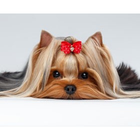 Dog Skin & Coat Care