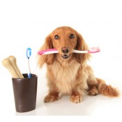 Dog Dental Care