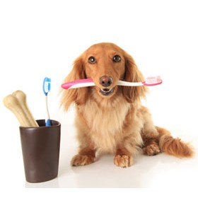 Dog Dental Care